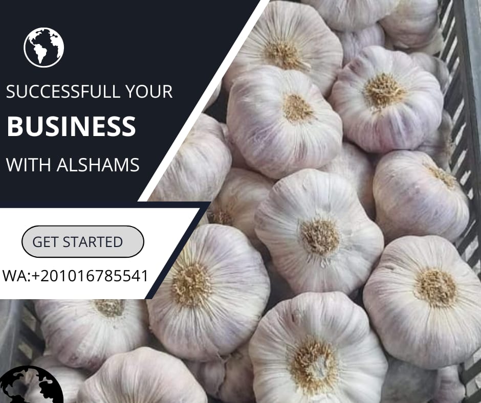 fresh garlic